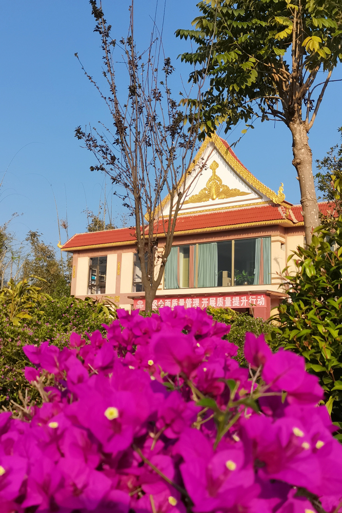 【發(fā)現(xiàn)建設一線的春景】春意濃濃的勐遮水廠1- 水投公司 布圖.jpg